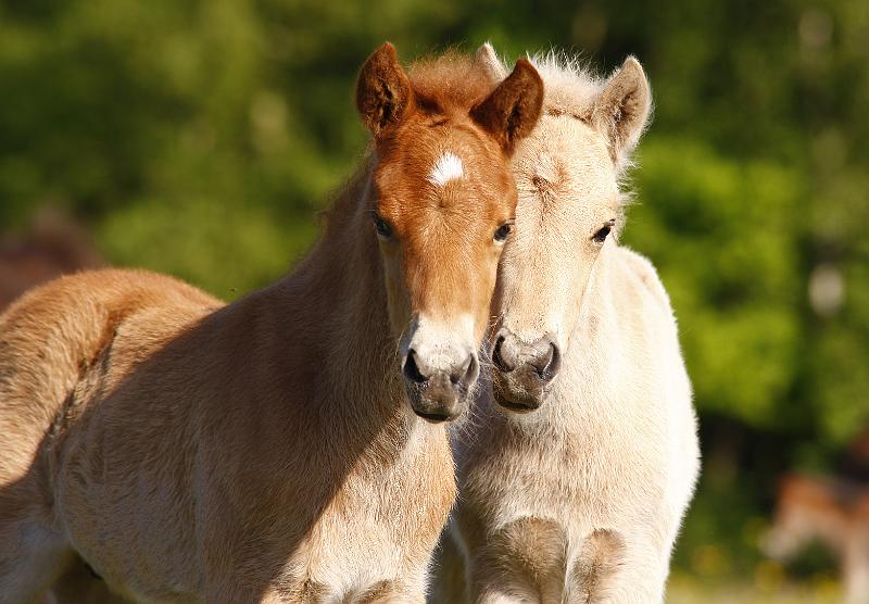Lysir von Heidmoor  und Rikadur von Heidmoor (8).jpg